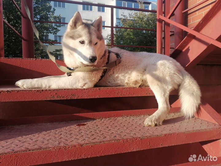 Случка собак