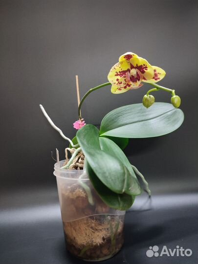 Орхидея фаленопсис