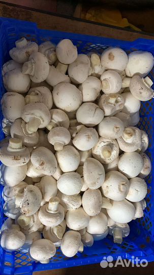 Свежие шампиньоны