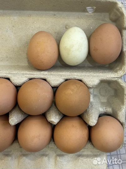 Инкубационное яйцо