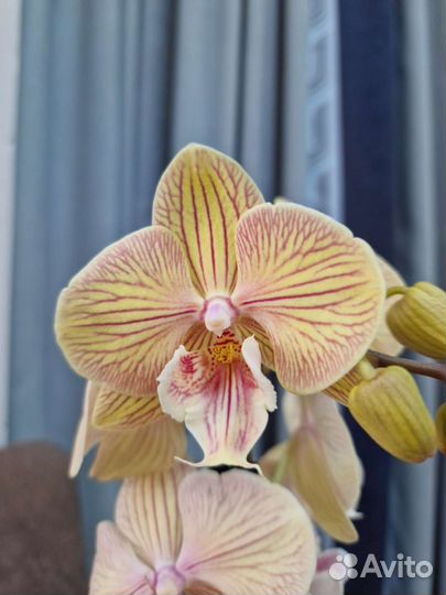 Орхидея биг лип разные