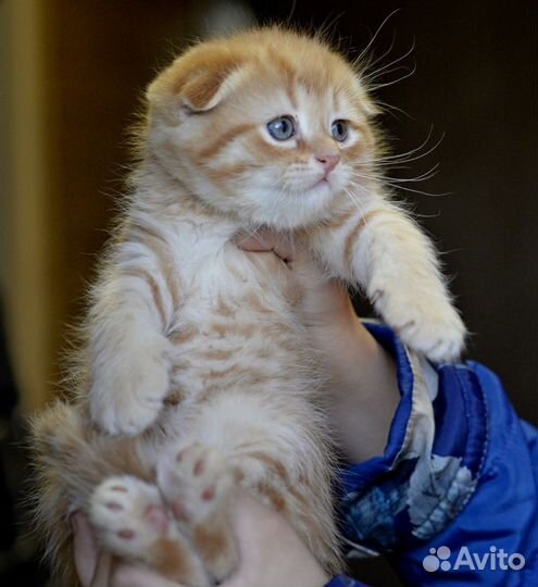 Шотландские котята