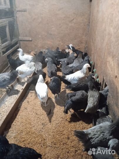 Индюки, доминанты