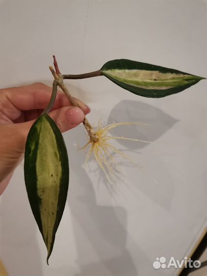 Хойя Macrophylla Pot of gold