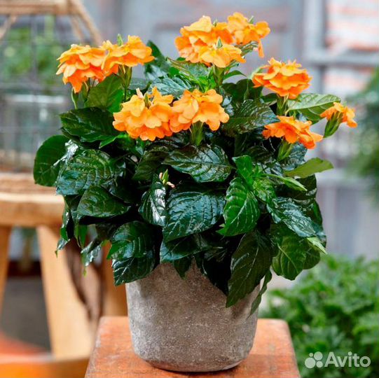 Кассандра, антуриум