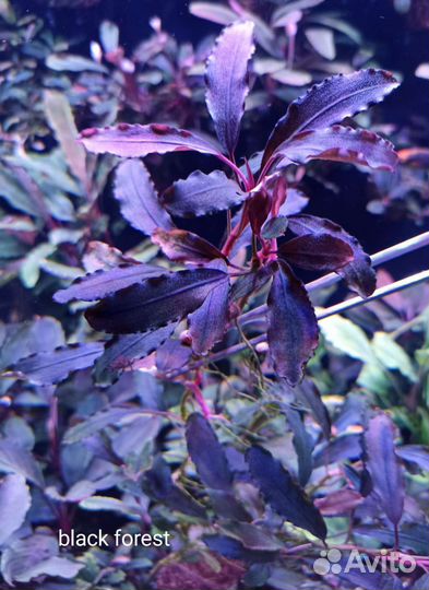 Буцефаландры