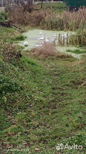 Мясо домашней уточки,гуся