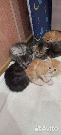 Продам Шотландских котят