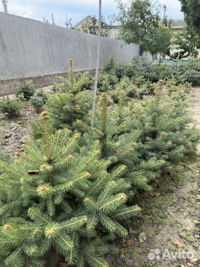 Ель голубая и зеленое