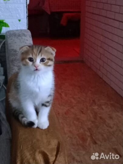 Вислоухая кошечка