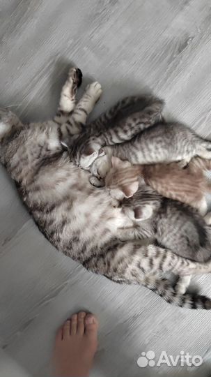 Британские котята