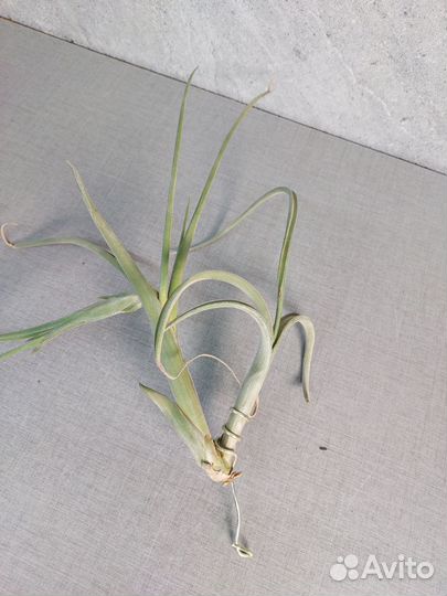 Тилландсия интермедия