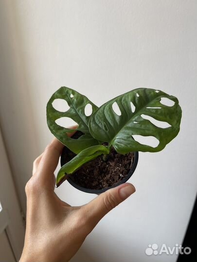 Монстера манки маск