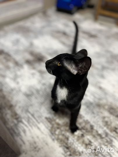 Котенок ориентал мальчик