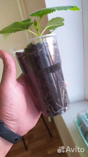 Саженцы Павловнии