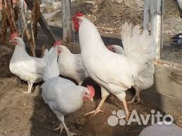 Куры несушки