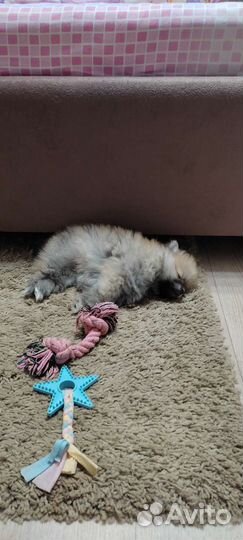 Шпиц немецкий