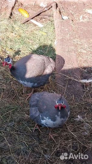 Индюки, цесарки