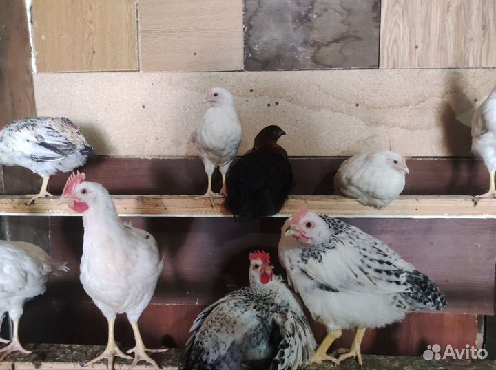 Молодые петушки