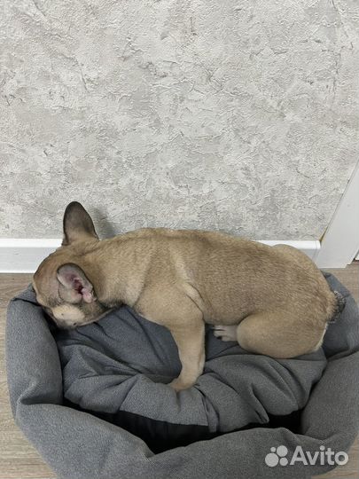 Фоанцузкий бульдог