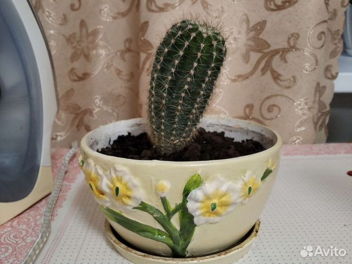 Кактус в керамическом горшке