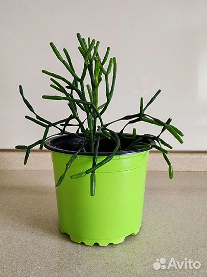 Хатиора солеросовидная