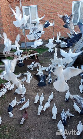 Сибрайт петушки. Пишите, Голуб Бакинец узбек курч