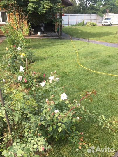 Рулонный газон, укладка, продажа