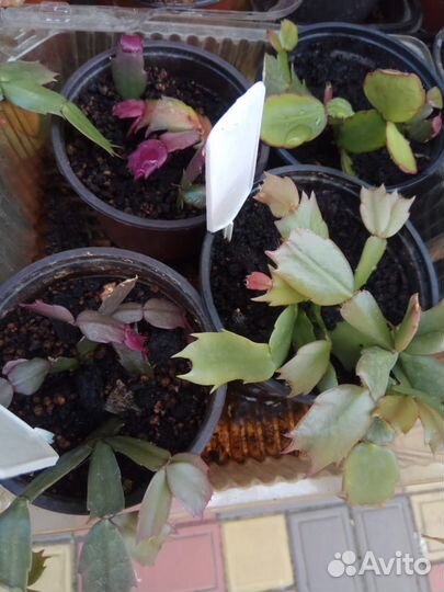 Декабристы 5 сортов