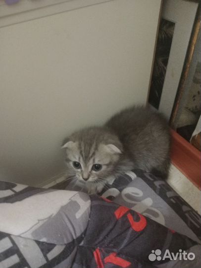 Шотландские котята