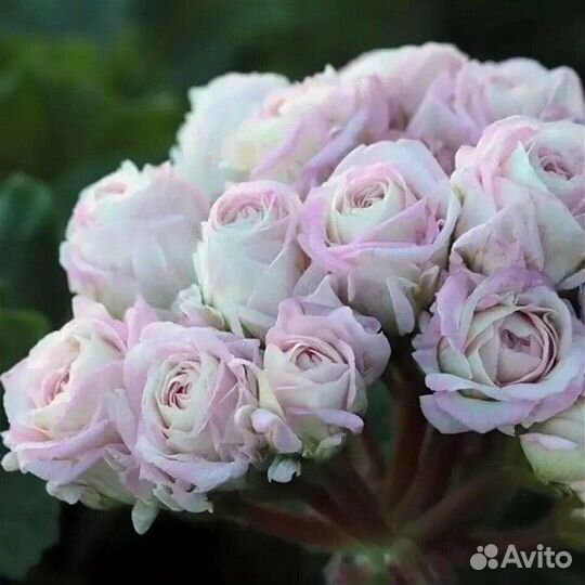 Пеларгония Ю Царская невеста