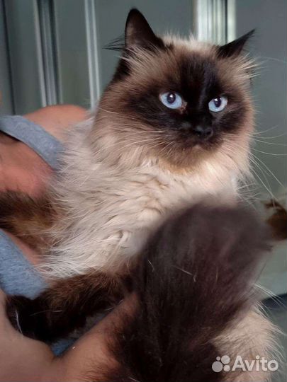 Нежная кошечка с тяжёлой судьбой ищет семью