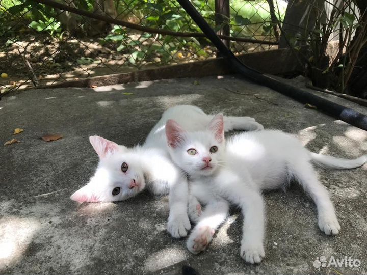Котята 3 месяца