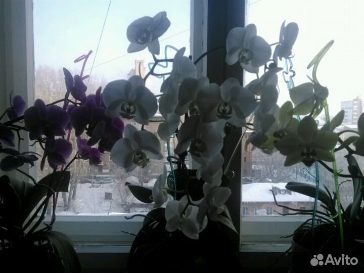 Домработницы