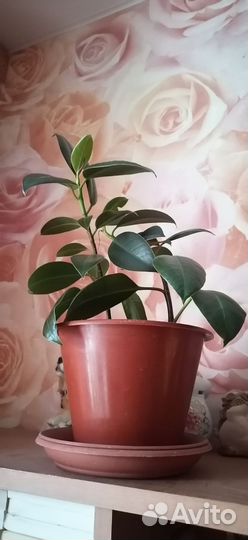 Комнатные цветы