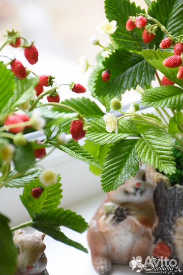 Земляника из глины