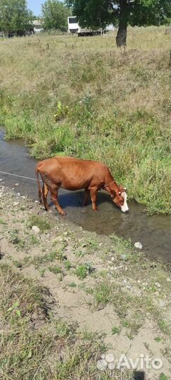 Коровы дойные молочные стельные
