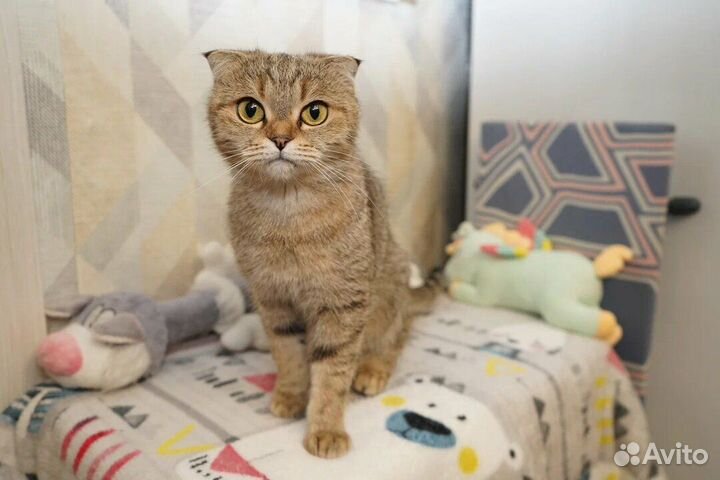 В добрые руки