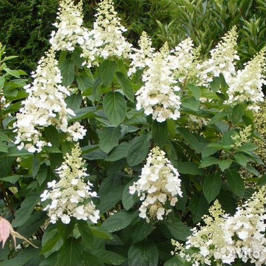 Гортензия метельчатая киушу (Kyushu) Высота 150-20