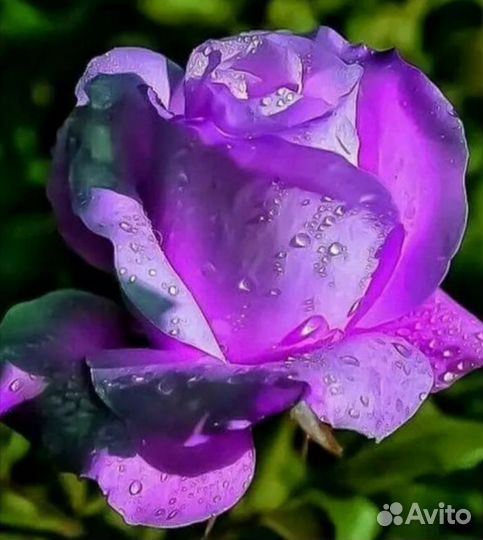 Роза саженцы очень красивых необыкновенны