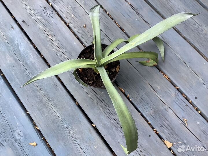 Агава пальма олеандр алоэ юкка