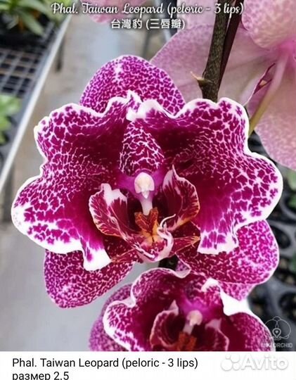 Орхидея Phal.Дракон.Taiwan Leopard(peloric 3 lips)