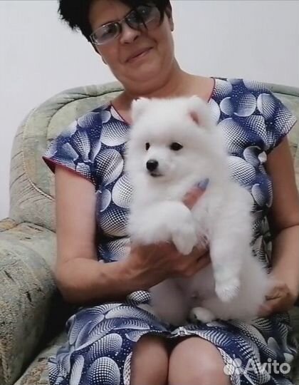 Красивый щенок японский шпиц