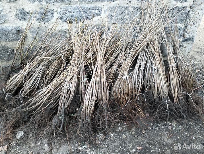 Черная смородина