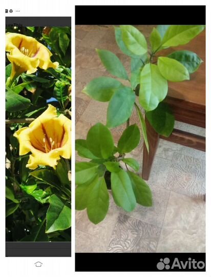 Цветы. Все по 100