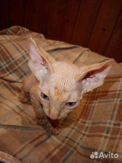 Кошечка и котик