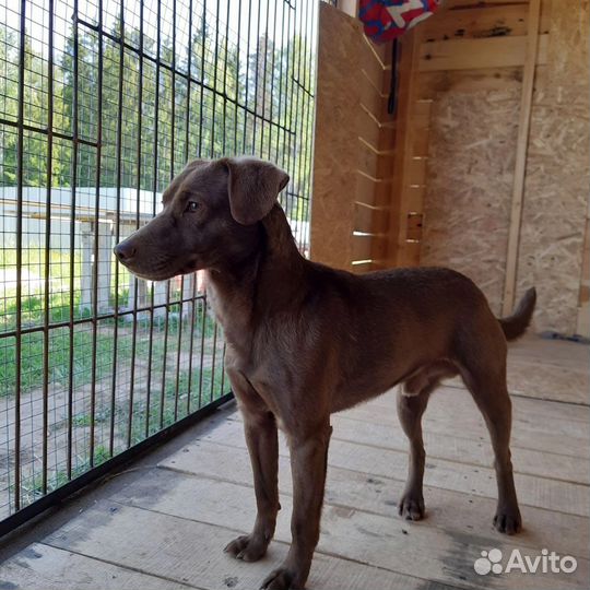 Малыши Керри и Барни ищут дом