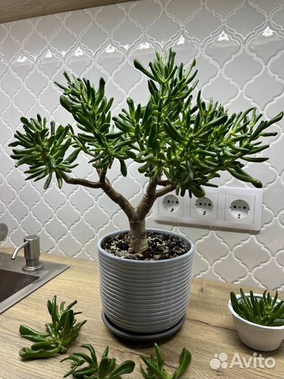 Крассула хоббит