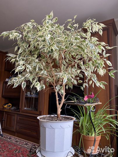 Фикус бенджамина большой
