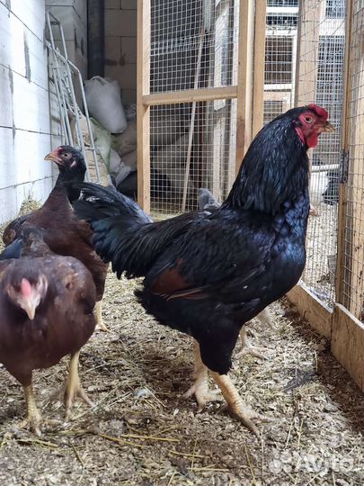 Куры корниш